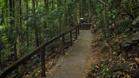 walking trail in natural bridge, springbrook national park, gold coast hinterland, australia