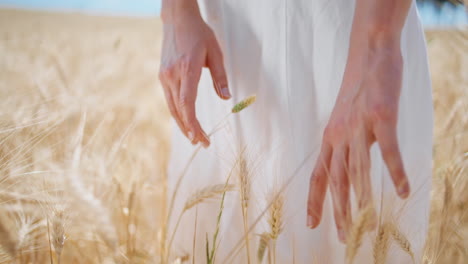 las manos de la mujer tocando las espigas en el campo de primer plano. las puntas de los dedos de la niña inspeccionando el trigo