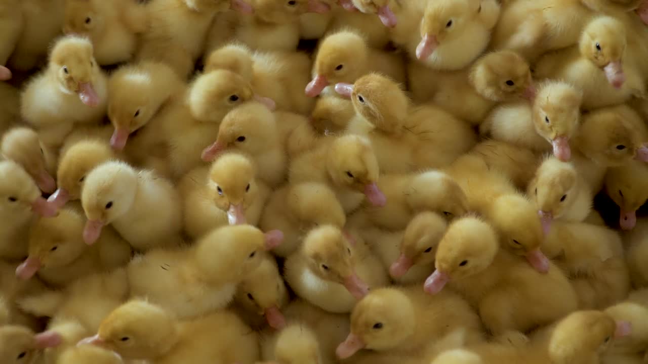 귀여운 오리 새끼들의 군중