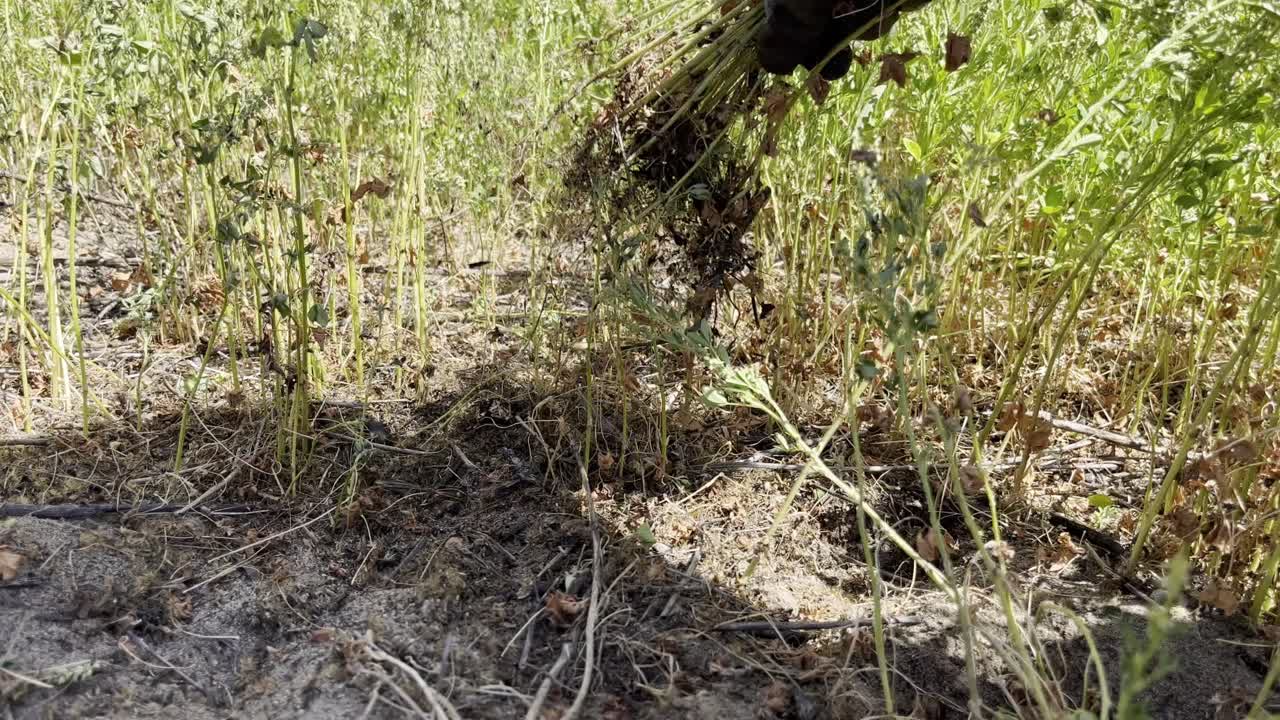jardinería y deshacerse de las malezas en cámara lenta