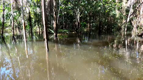 Navigating-the-Enchanted-Forest-of-Alter-do-Chao,-Inside-Amazon-Rainforest,-Boat-Tour,-State-of-Pará,-Brazil