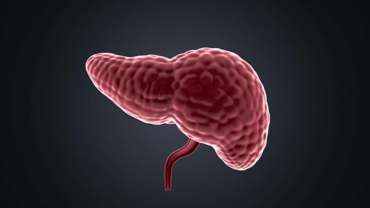 Detailed 3D Visualization of a Human Liver in Various Angles, Showcasing Its Structure, Texture, and Anatomical Features for Educational Purposes