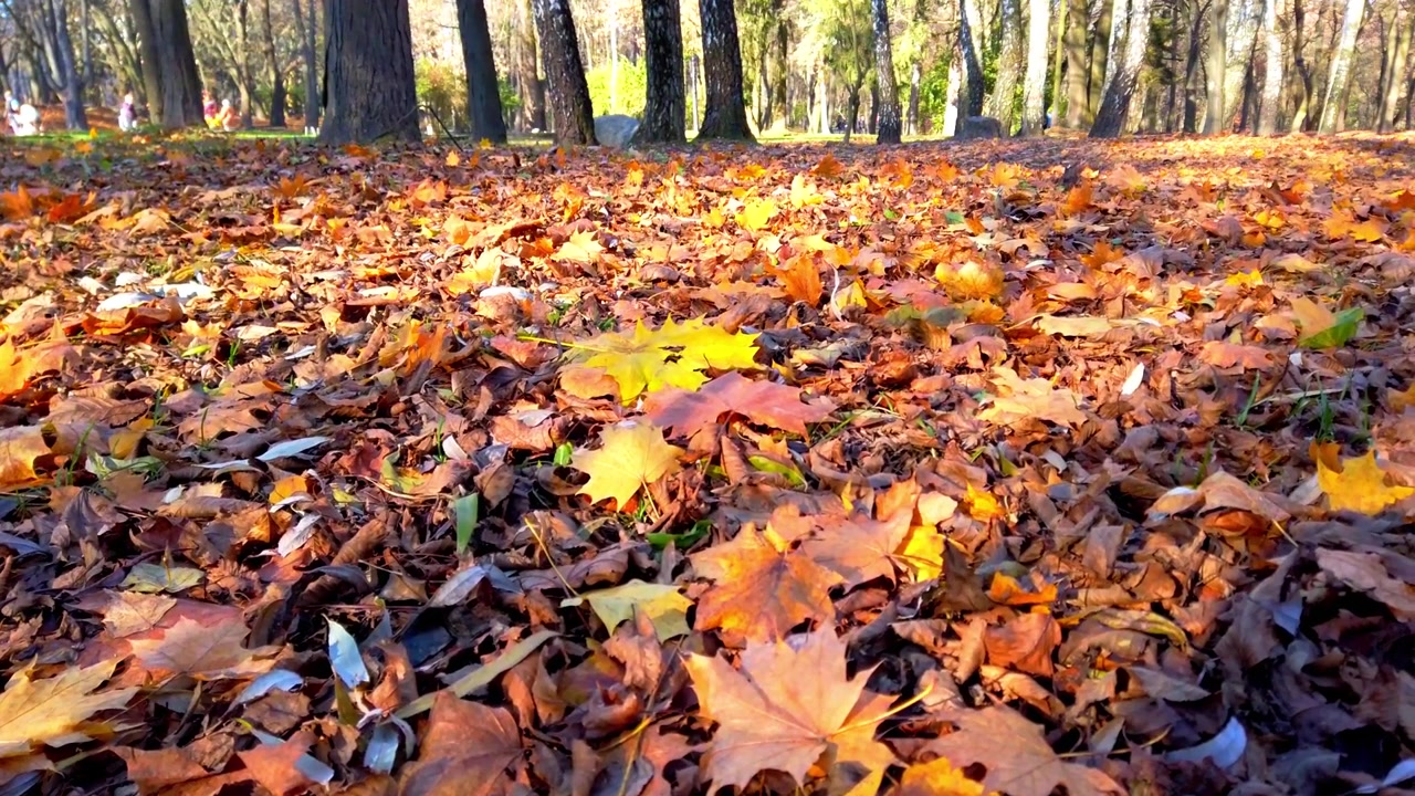 Herbstlaub im Park
