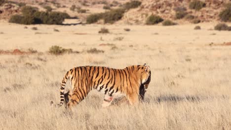 Bengalischer-Tiger-Schleppt-Zur-Goldenen-Stunde-Ein-Blutendes-Warzenschwein-Durch-Die-Savanne