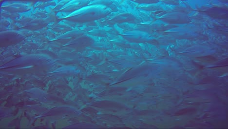 Swimming-through-a-huge-school-of-jack-fish-with-blue-water-above-a-green-mist-below