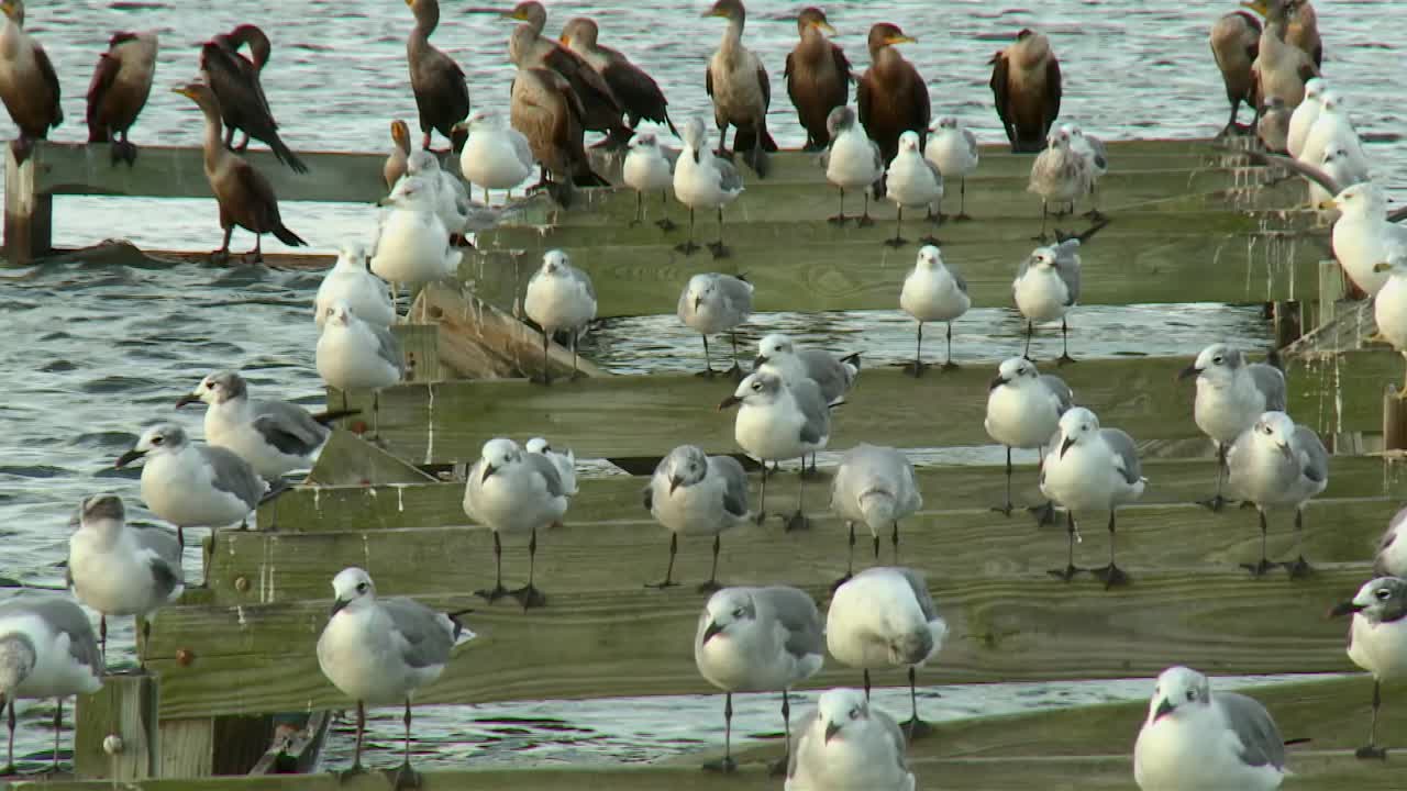 Seagulls Perching On Old Pier In Blackwater National Wildlife Refuge, Maryland - Close Up