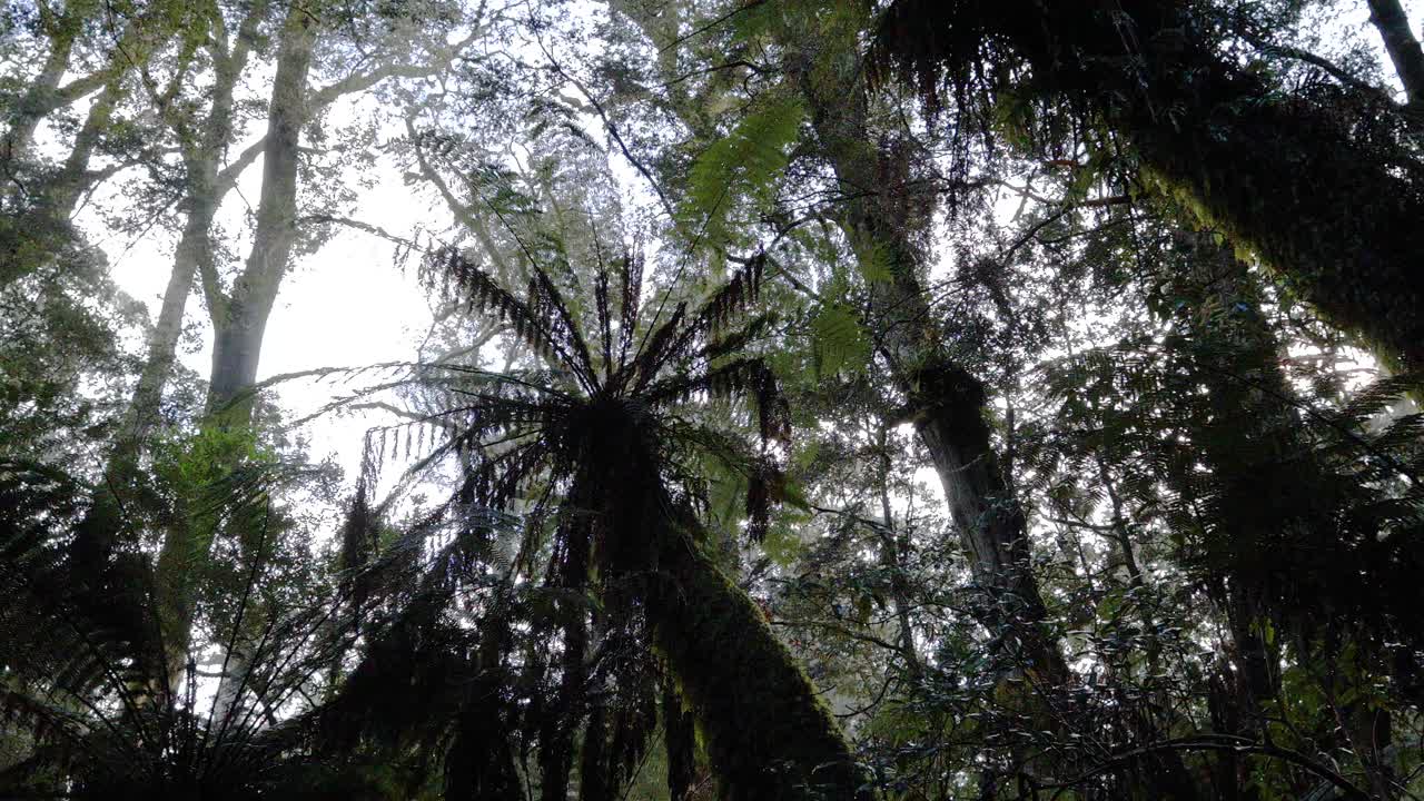 helechos altísimos en un entorno sereno de la selva tropical