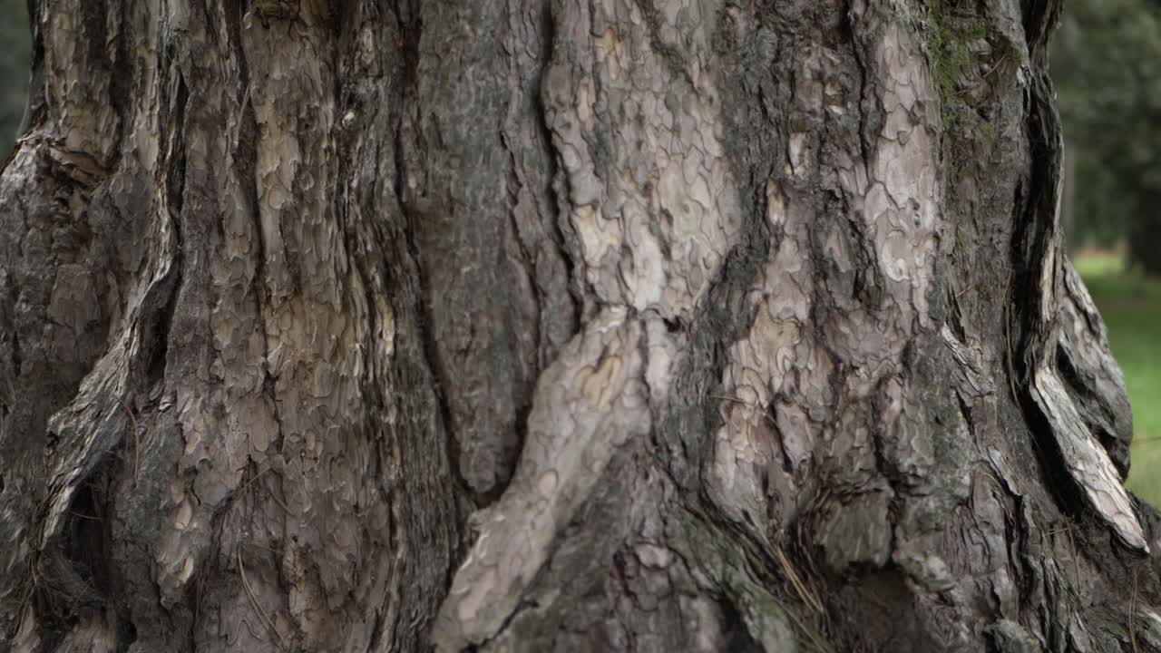 viejo tronco de árbol muerto de cerca tiro panorámico