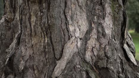 old dead tree trunk close up panning shot