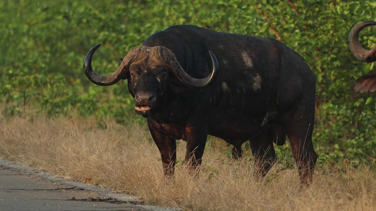 Um búfalo-do-cabo macho mastigando antes de olhar para o lado, Parque Nacional Kruger, África do Sul.