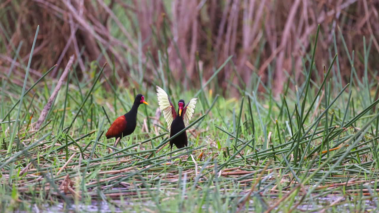 Wattled Jacana bird wing displa marsh edge of Tropical Rainforest jungle