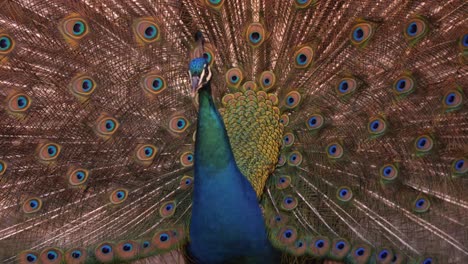 portrait of indian peacock displaying its attractive ornate train while looking at the camera