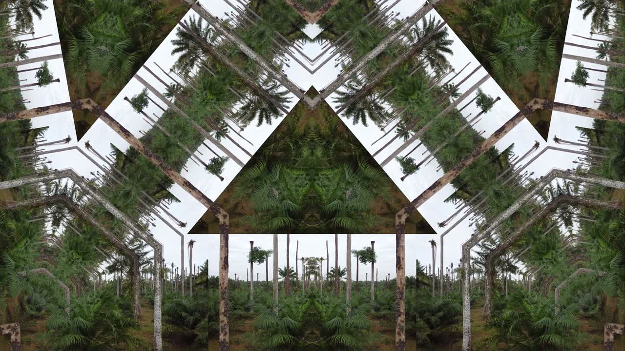 el triángulo el caleidoscopio la palmera el fondo abstracto