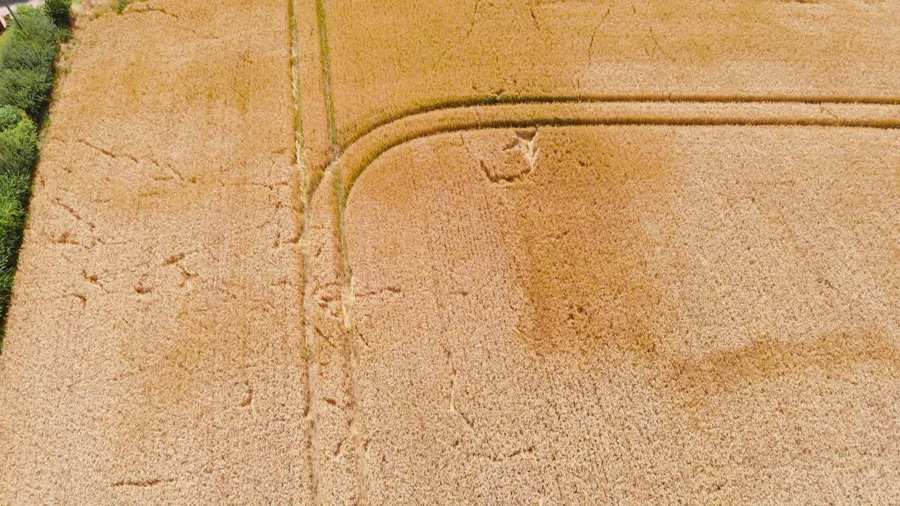 vista aérea de un campo agrícola de trigo en un escenario de paisaje de contexto inglés tradicional