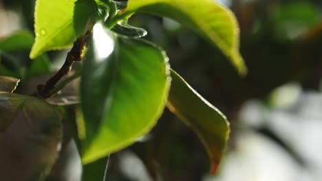 close-up of fresh green leaves