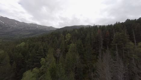 Dron-Volador-Fpv-Exceso-De-Velocidad-A-Través-De-Porte-Puymorens-Bosques-Abeto-Bosques-Desiertos-Sur-De-Francia