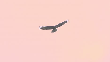 Vista-Panorámica-De-Un-Ave-Rapaz-Oscura-De-Gran-Tamaño-Volando-Y-Deslizándose-A-Gran-Altura-En-El-Cielo-De-La-Puesta-De-Sol-Rosa-Naranja