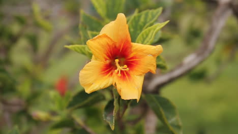 hibiscus yellow and red hawaii flower waves in wind next to tree branches