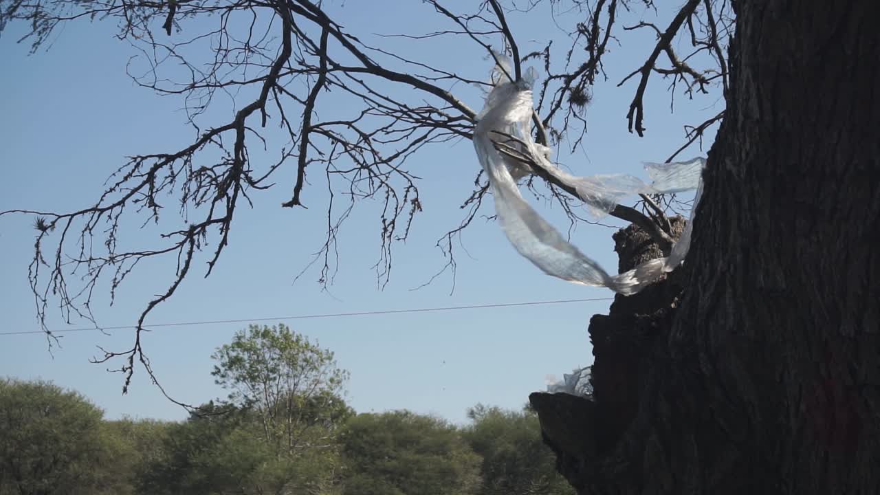 Tilt up shot of plastic bag tangled in tree branch