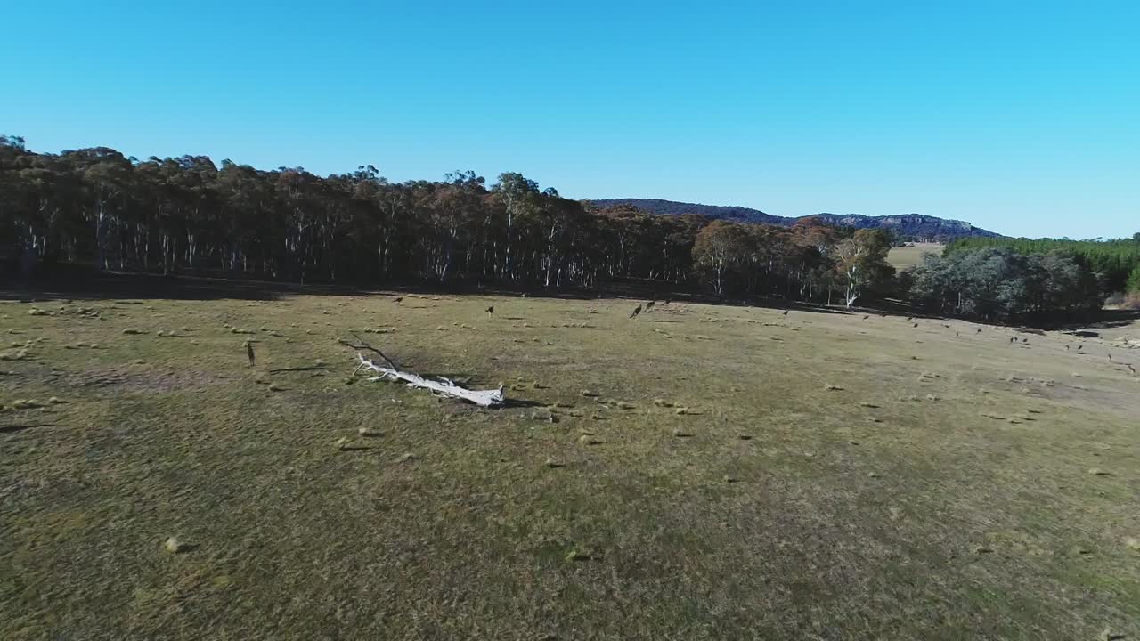 Open wide Australian bushland with a mob of kangaroos in slow motion
