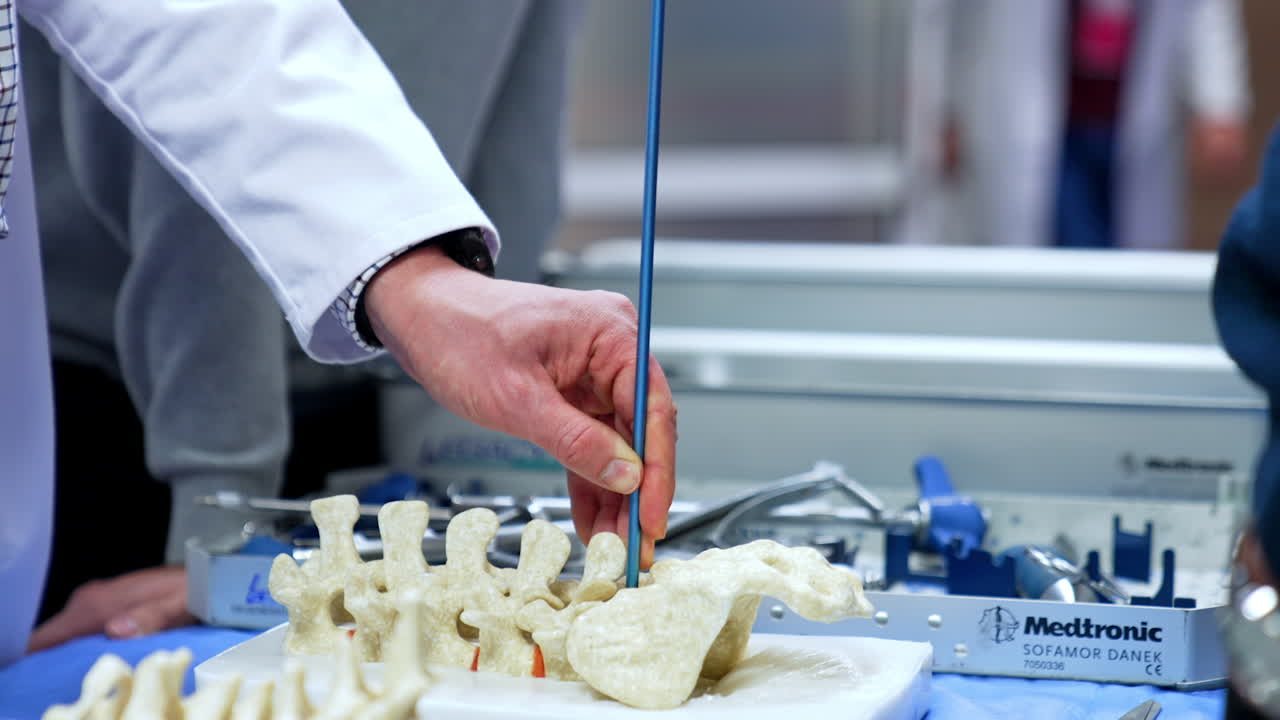 Male hand holding a blue thin stick putting it among the bones of spine model. Teaching neurosurgery to students.