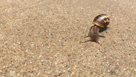 extreme close up of snail gliding on concrete with shallow depth of field