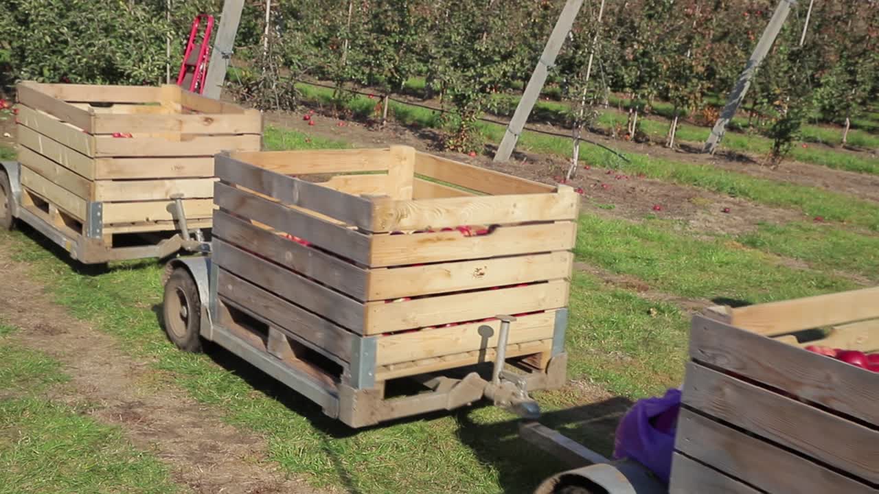 Tractor loaded up with bins of freshly picked apples as they move from the orchard to a packhouse. Apple harvest.