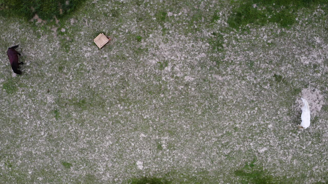 두 마리의 목장 말, 흰색 및 갈색 종마 위에서 드론 촬영