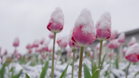 capullo de tulipanes rosados cubiertos de nieve en invierno