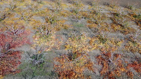 revealing backward aerial overview of roses and trees cultivation on a large field between road and railway