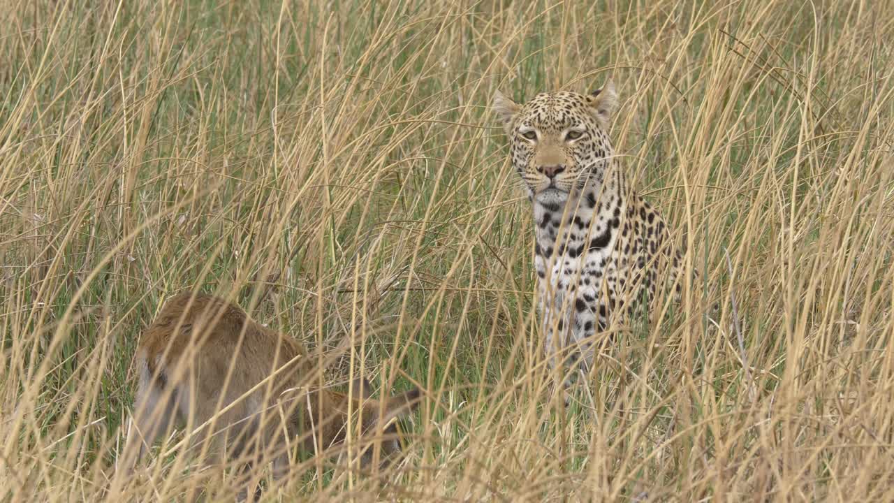 leopardo alerta mirando alrededor en la hierba alta mientras reza un bebé lechwe está cerca