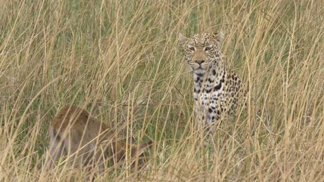 leopardo alerta mirando alrededor en la hierba alta mientras reza un bebé lechwe está cerca