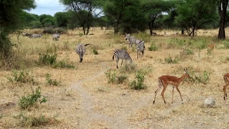 Statische-Ansicht-Von-Weiblichen-Thomson-Gazellen,-Die-Mit-Zebras-Und-Gnus-Im-Afrikanischen-Busch-Spazieren-Gehen-Und-Koexistieren