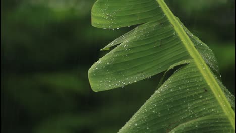 banana leaf in the rain