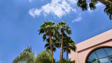 cloudscape time lapse over palm trees in a tropical climate