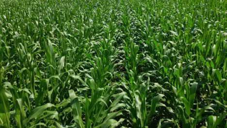 aerial view of a lush corn field