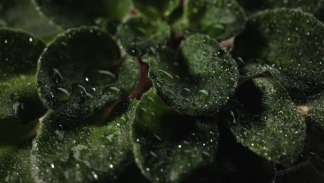 Drops-of-water-over-leaves