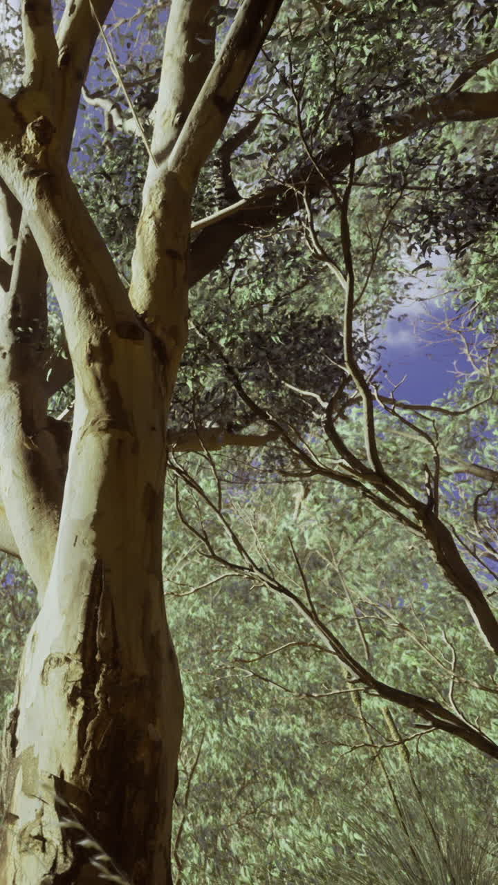 Maestoso albero di eucalipto che si slancia verso un cielo azzurro e luminoso.