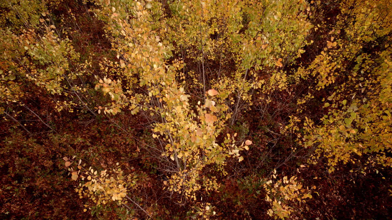 Aerial pan circling a stand of aspens dressed in vibrant autumn foliage