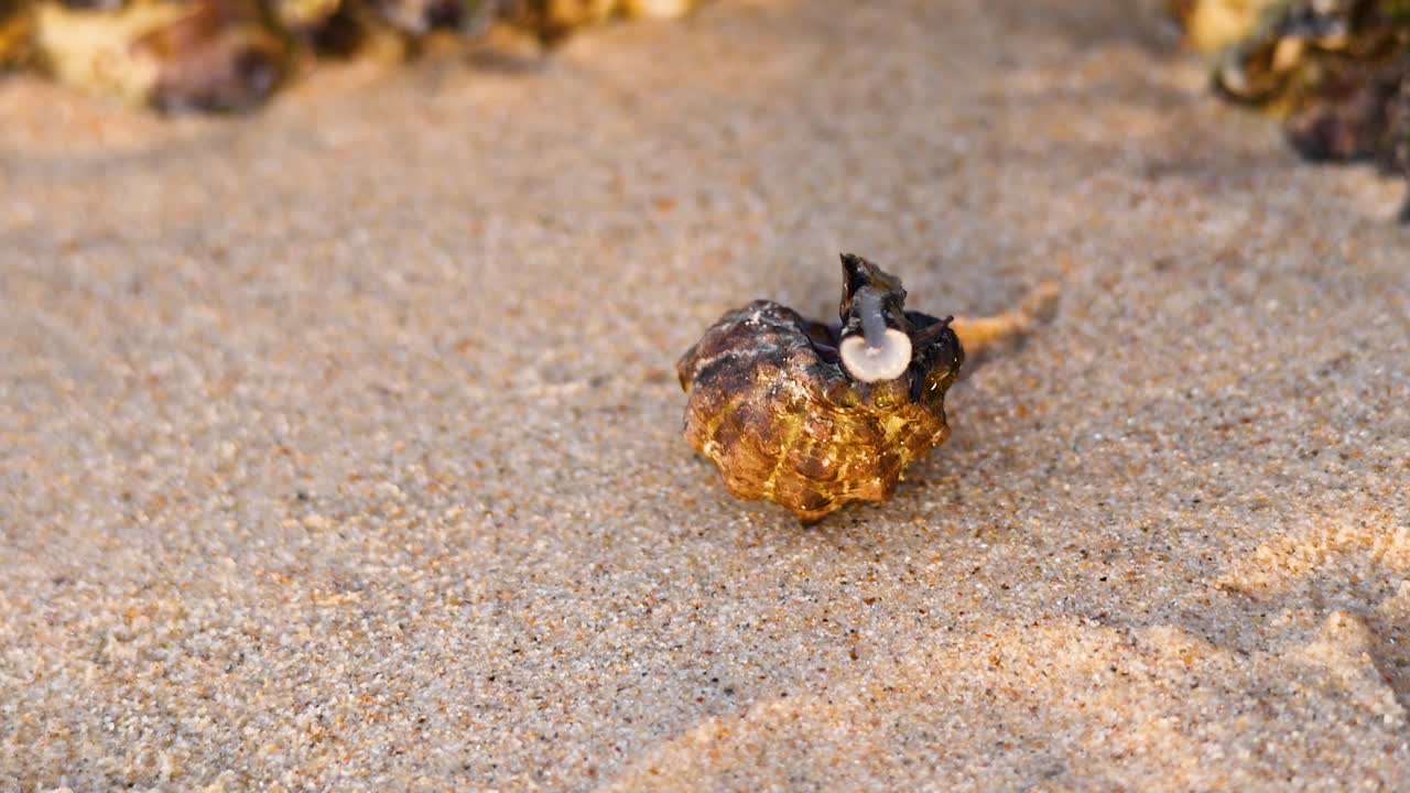 모래 해변 표면을 가로질러 움직이는 고향 크래브