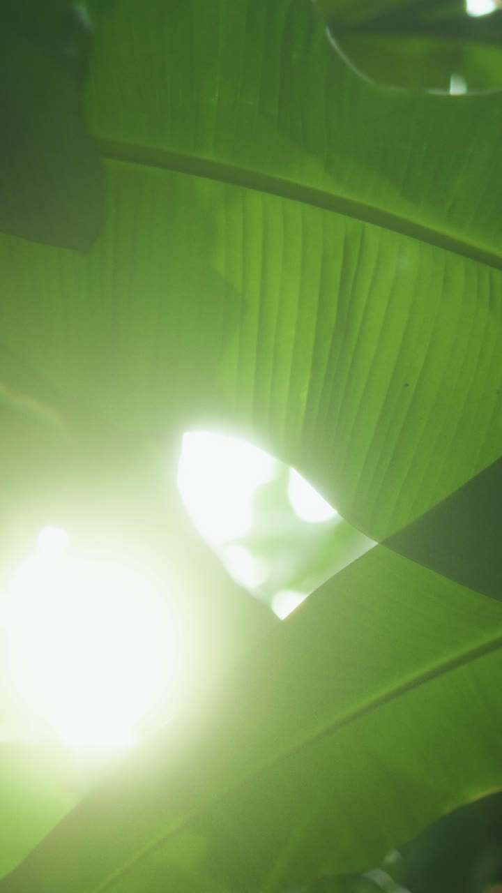 Sunlight Through Green Leaves