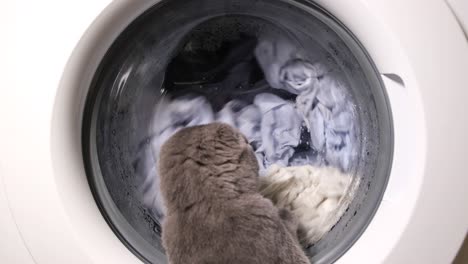a gray kitten plays with the drum of the washing machine which spins while washing clothes a gray kitten plays with the drum of the washing machine which spins while washing clothes washing at home