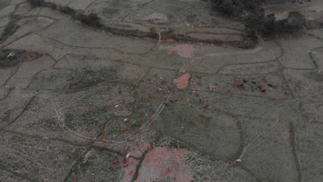 Cattle-is-grazing-on-meadow-at-countryside-of-Laos-during-sunset,-aerial