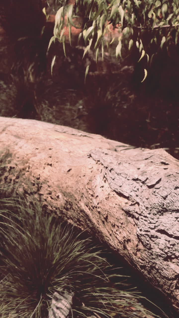 primer plano de un tronco de árbol caído en un bosque