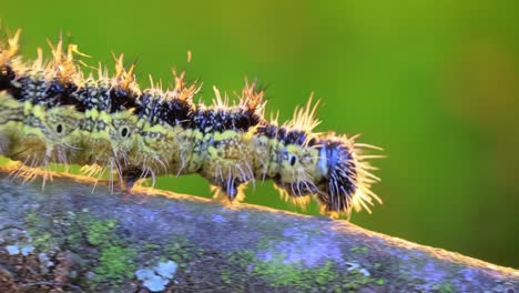 small tortoiseshell (aglais urticae) caterpillar. the urticaria caterpillar crawls in the rays of the setting sun.