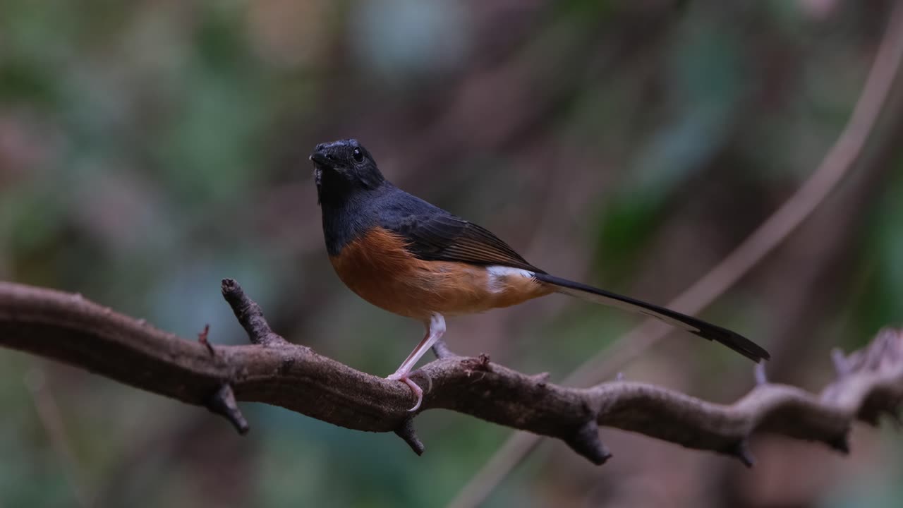 acercando mientras mira hacia la izquierda y gira la cabeza hacia la cámara, shama copsychus malabaricus, tailandia