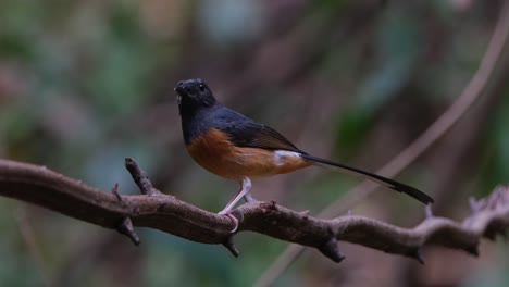 Zooming-in-while-it-faces-to-the-left-and-turns-its-head-to-the-camera,-White-rumped-Shama-Copsychus-malabaricus,-Thailand