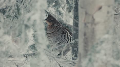 Ruffed-Grouse-Resting-On-A-Tree-Branch-On-A-Snowy-Forest