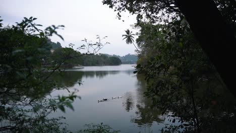 Two-dark-and-two-white-ducks-swim-across-the-reflective-Kandy-Lake-in-Sri-Lanka-on-a-cloudy-day-as-seen-from-the-bushes-with-a-leaning-palm-tree-in-the-background