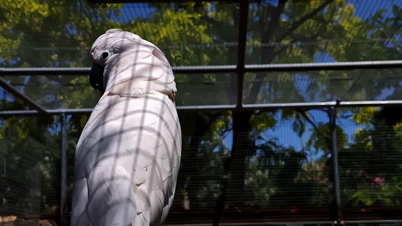 Stunning cockatoo pink feather shook by breeze, beautiful bird in captivity - Attica park
